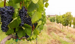 Wine Tour in Melnik, Bulgaria